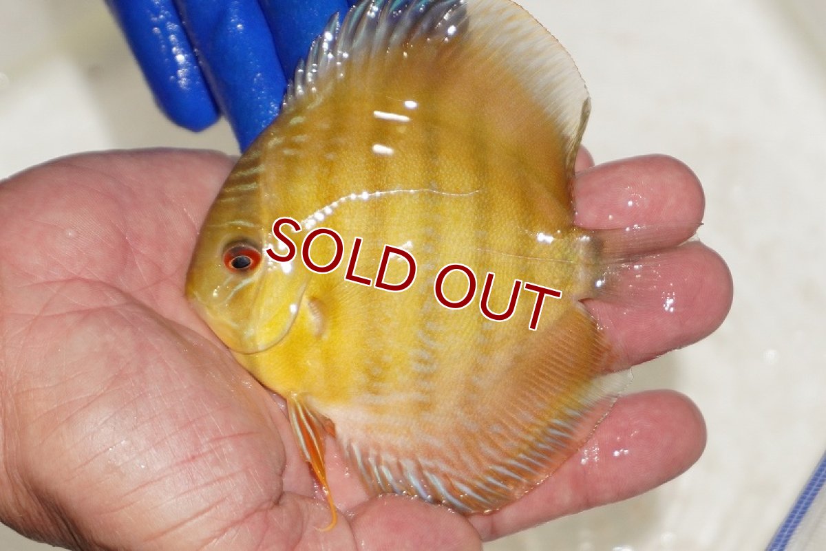 画像1: 【ワイルドディスカス】【通販】【10年ぶり？の入荷】カヌマ スーパーロイヤル ヤングスター【個体販売】9-11cm（生体）カヌマ産 (1)