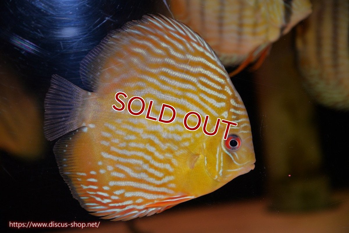 画像2: 【30周年記念セール対象個体】【ワイルドディスカス】【通販】【奇跡の再入荷】カヌマ スーパーロイヤル ヤングスター【個体販売】11-12cm（生体）カヌマ産 (2)