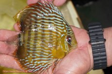 画像2: 【ワイルドディスカス】【通販】【奇跡の再入荷】カヌマ スーパーロイヤル ヤングスター【個体販売】11-12cm（生体）カヌマ産 (2)