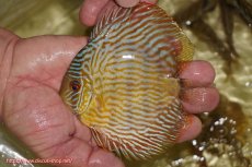 画像1: 【ワイルドディスカス】【通販】【奇跡の再入荷】カヌマ スーパーロイヤル ヤングスター【個体販売】11-12cm（生体）カヌマ産 (1)