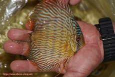 画像3: 【ワイルドディスカス】【通販】【奇跡の再入荷】カヌマ スーパーロイヤル ヤングスター【個体販売】11-12cm（生体）カヌマ産 (3)