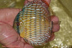 画像1: 【ワイルドディスカス】【通販】【奇跡の再入荷】カヌマ スーパーロイヤル ヤングスター【個体販売】11-12cm（生体）カヌマ産 (1)