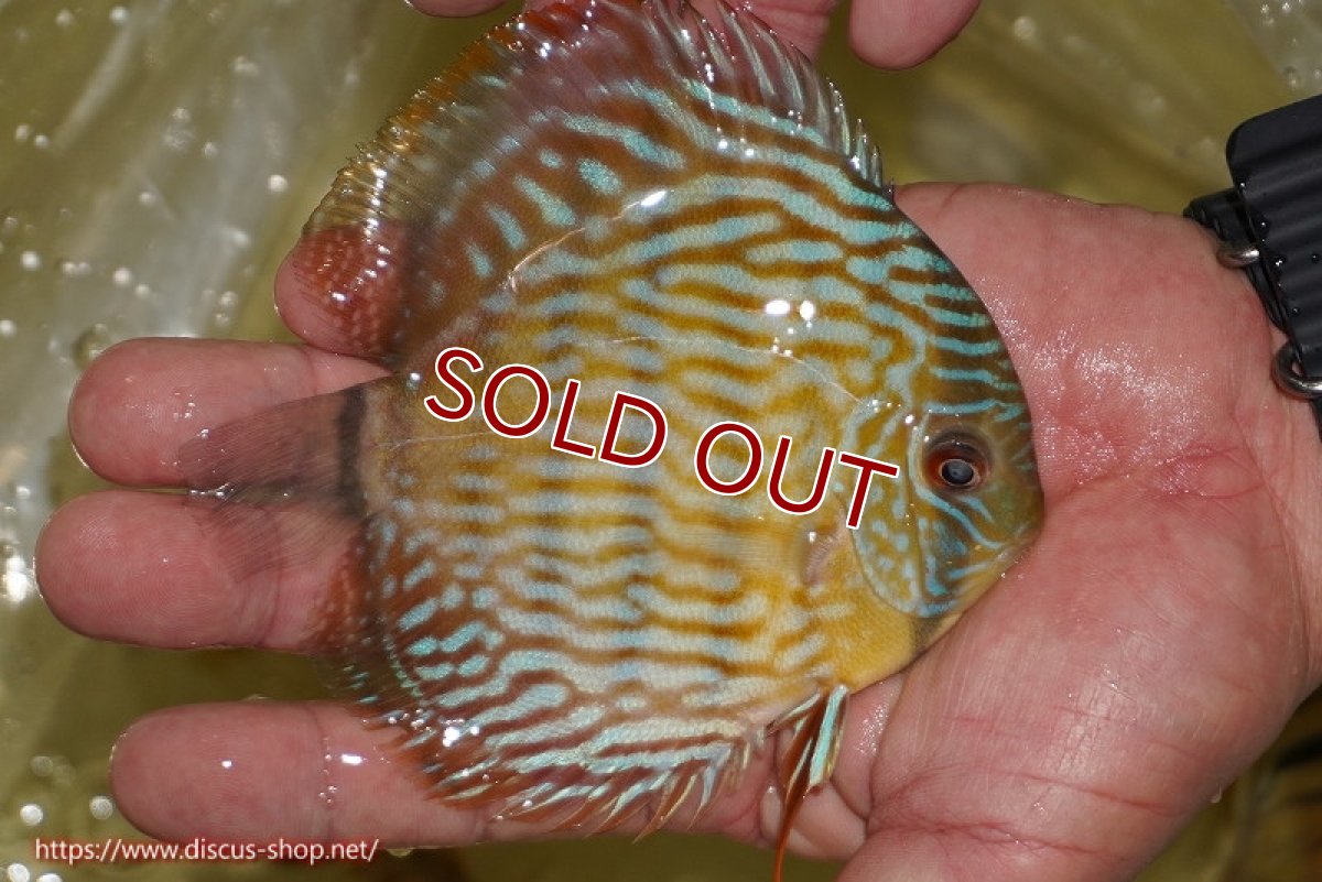 画像3: 【ワイルドディスカス】【通販】【奇跡の再入荷】カヌマ スーパーロイヤル ヤングスター【個体販売】11-12cm（生体）カヌマ産 (3)