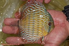 画像3: 【ワイルドディスカス】【通販】【奇跡の再入荷】カヌマ スーパーロイヤル ヤングスター【個体販売】11-12cm（生体）カヌマ産 (3)