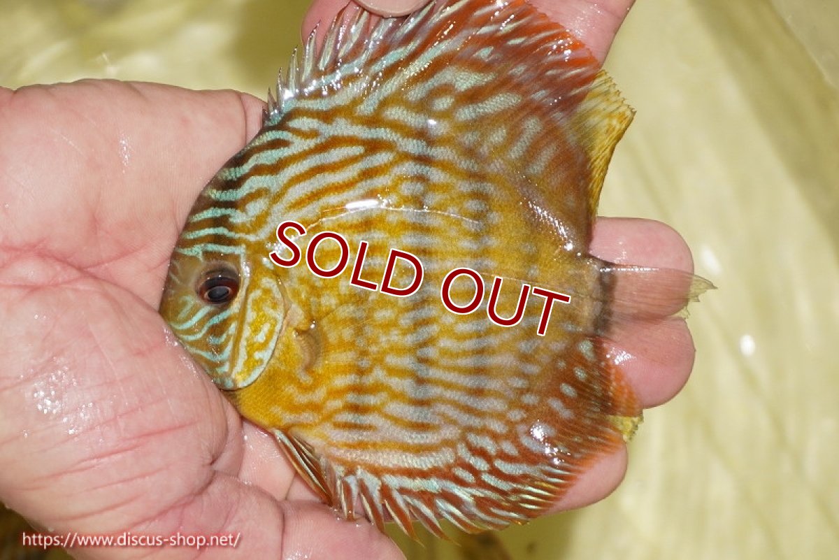 画像1: 【ワイルドディスカス】【通販】【奇跡の再入荷】カヌマ スーパーロイヤル ヤングスター【個体販売】11-12cm（生体）カヌマ産 (1)