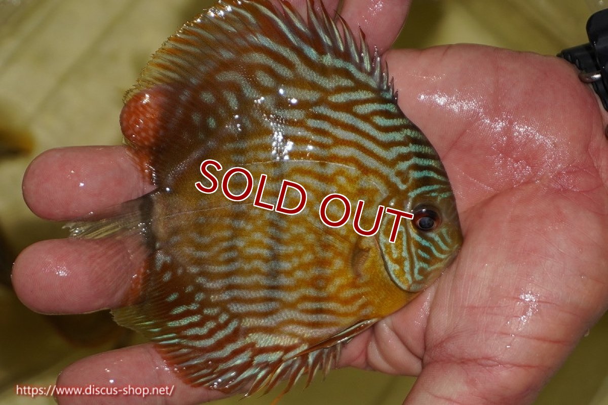 画像2: 【ワイルドディスカス】【通販】【奇跡の再入荷】カヌマ スーパーロイヤル ヤングスター【個体販売】11-12cm（生体）カヌマ産 (2)
