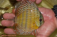 画像2: 【ワイルドディスカス】【通販】【奇跡の再入荷】カヌマ スーパーロイヤル ヤングスター【個体販売】11-12cm（生体）カヌマ産 (2)