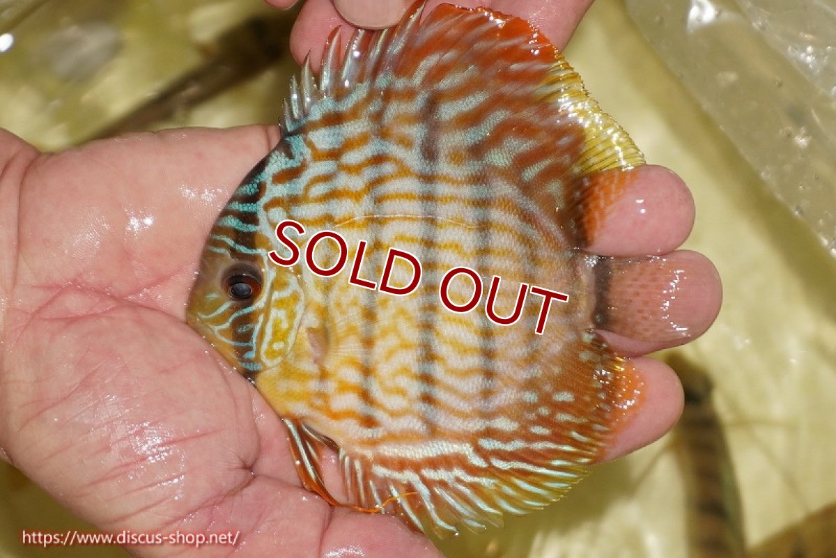 画像1: 【ワイルドディスカス】【通販】【奇跡の再入荷】カヌマ スーパーロイヤル ヤングスター【個体販売】11-12cm（生体）カヌマ産 (1)