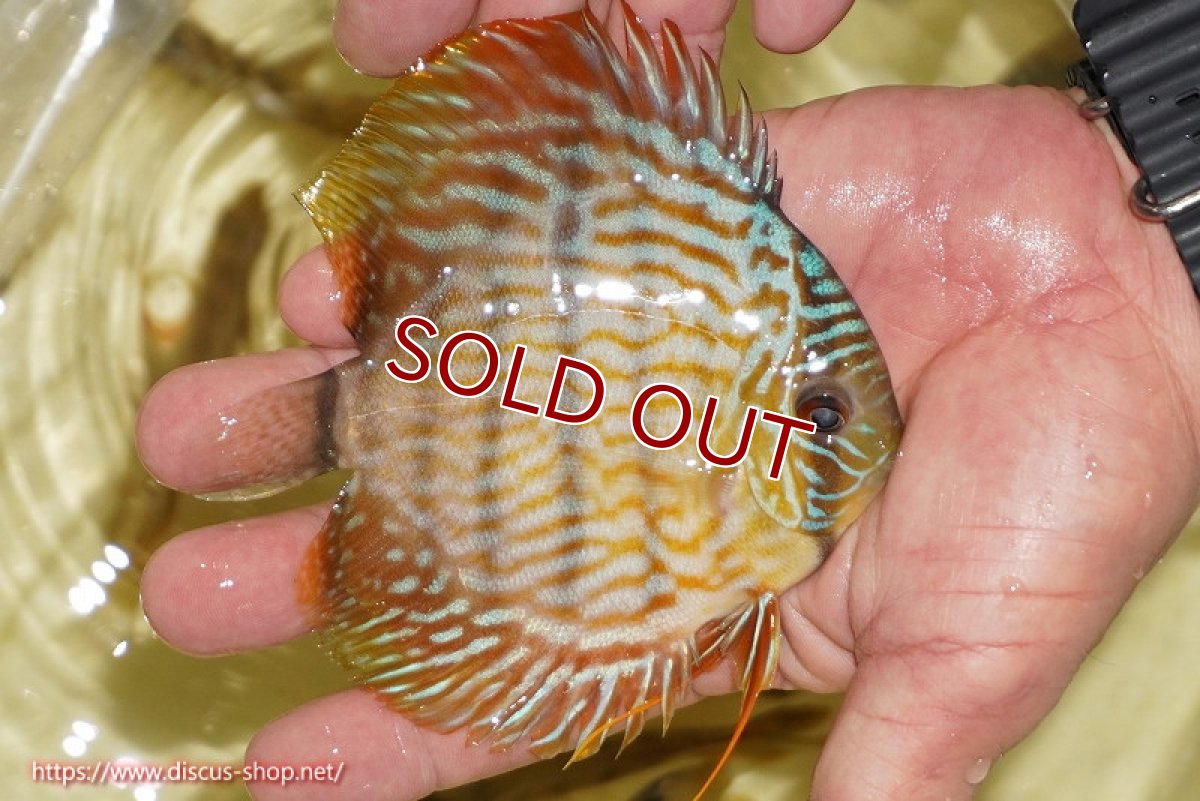 画像2: 【ワイルドディスカス】【通販】【奇跡の再入荷】カヌマ スーパーロイヤル ヤングスター【個体販売】11-12cm（生体）カヌマ産 (2)