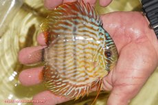 画像2: 【ワイルドディスカス】【通販】【奇跡の再入荷】カヌマ スーパーロイヤル ヤングスター【個体販売】11-12cm（生体）カヌマ産 (2)