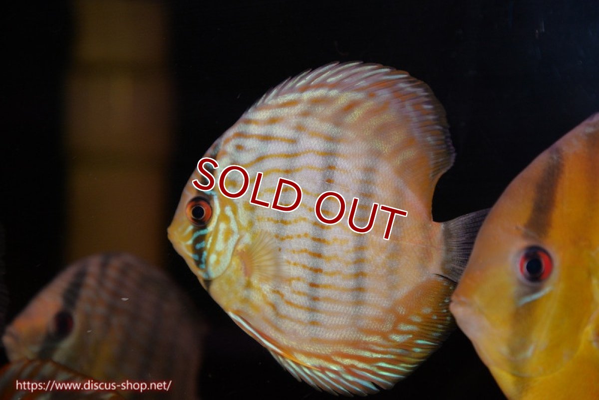 画像1: 【ワイルドディスカス】【通販】【奇跡の再入荷】カヌマ スーパーロイヤル ヤングスター【個体販売】11-12cm（生体）カヌマ産 (1)