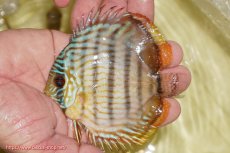 画像1: 【ワイルドディスカス】【通販】【奇跡の再入荷】カヌマ スーパーロイヤル ヤングスター【個体販売】11-12cm（生体）カヌマ産 (1)