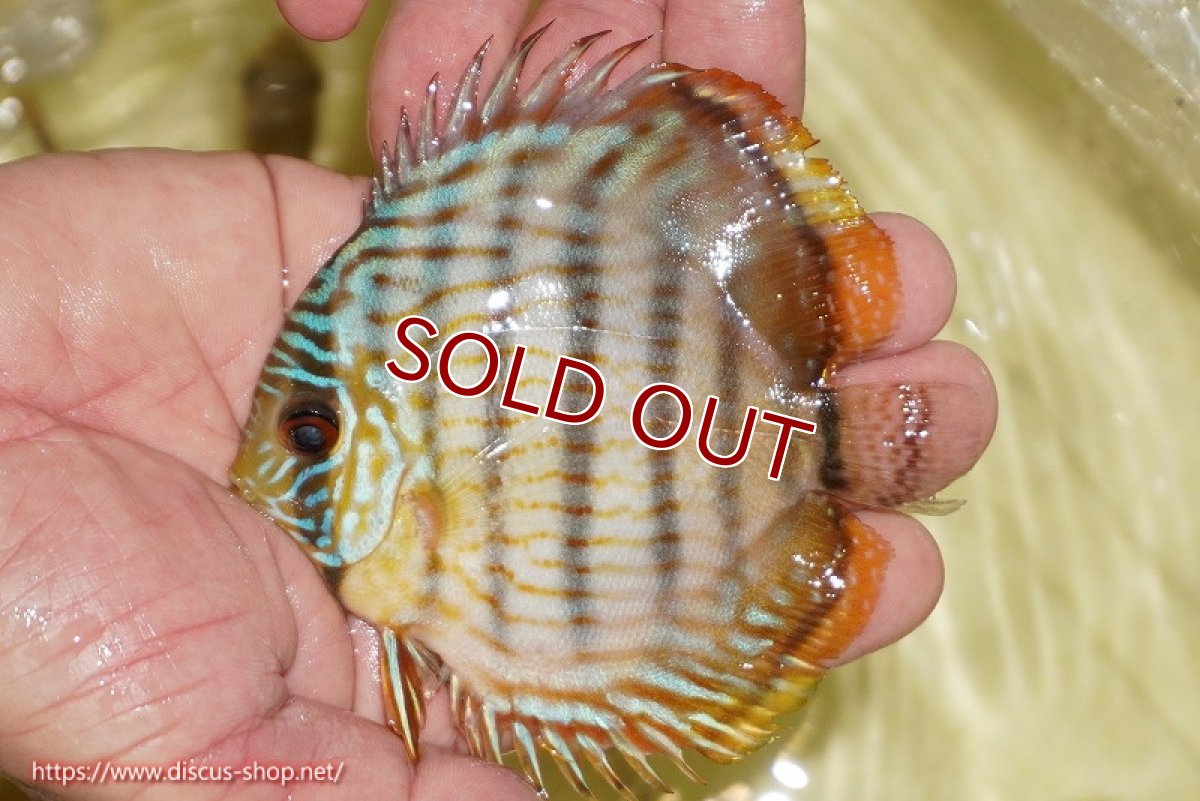 画像2: 【ワイルドディスカス】【通販】【奇跡の再入荷】カヌマ スーパーロイヤル ヤングスター【個体販売】11-12cm（生体）カヌマ産 (2)