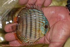 画像2: 【ワイルドディスカス】【通販】【奇跡の再入荷】カヌマ スーパーロイヤル ヤングスター【個体販売】11-12cm（生体）カヌマ産 (2)