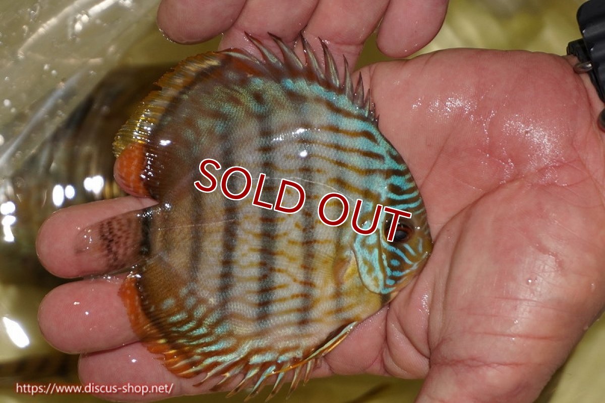 画像3: 【ワイルドディスカス】【通販】【奇跡の再入荷】カヌマ スーパーロイヤル ヤングスター【個体販売】11-12cm（生体）カヌマ産 (3)