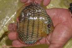 画像3: 【決算セール対象個体】【ワイルドディスカス】【通販】【奇跡の再入荷】カヌマ スーパーロイヤル ヤングスター【個体販売】11-12cm（生体）カヌマ産 (3)