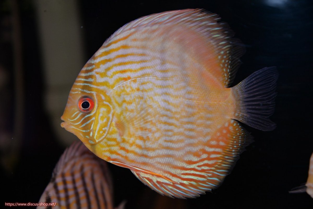 画像1: 【決算セール対象個体】【ワイルドディスカス】【通販】【奇跡の再入荷】カヌマ スーパーロイヤル ヤングスター【個体販売】11-12cm（生体）カヌマ産 (1)