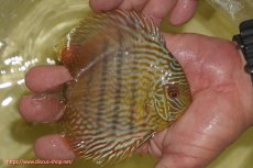 画像2: 【ワイルドディスカス】【通販】【奇跡の再入荷】カヌマ スーパーロイヤル ヤングスター【個体販売】11-12cm（生体）カヌマ産 (2)