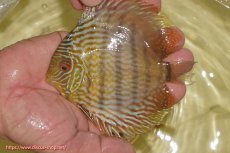 画像3: 【決算セール対象個体】【ワイルドディスカス】【通販】【奇跡の再入荷】カヌマ スーパーロイヤル ヤングスター【個体販売】11-12cm（生体）カヌマ産 (3)