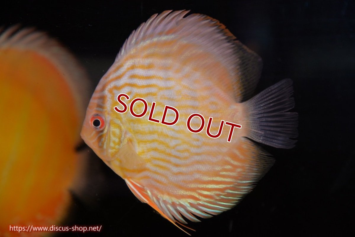 画像2: 【決算セール対象個体】【ワイルドディスカス】【通販】【奇跡の再入荷】カヌマ スーパーロイヤル ヤングスター【個体販売】11-12cm（生体）カヌマ産 (2)