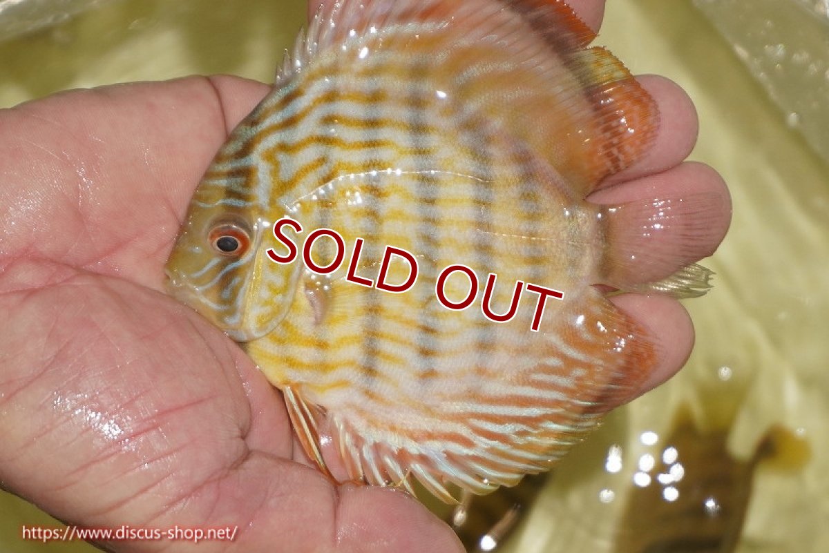 画像3: 【決算セール対象個体】【ワイルドディスカス】【通販】【奇跡の再入荷】カヌマ スーパーロイヤル ヤングスター【個体販売】11-12cm（生体）カヌマ産 (3)