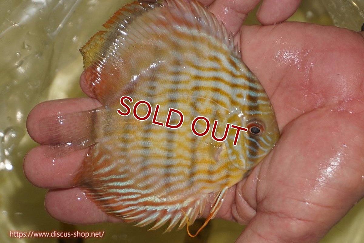 画像4: 【決算セール対象個体】【ワイルドディスカス】【通販】【奇跡の再入荷】カヌマ スーパーロイヤル ヤングスター【個体販売】11-12cm（生体）カヌマ産 (4)