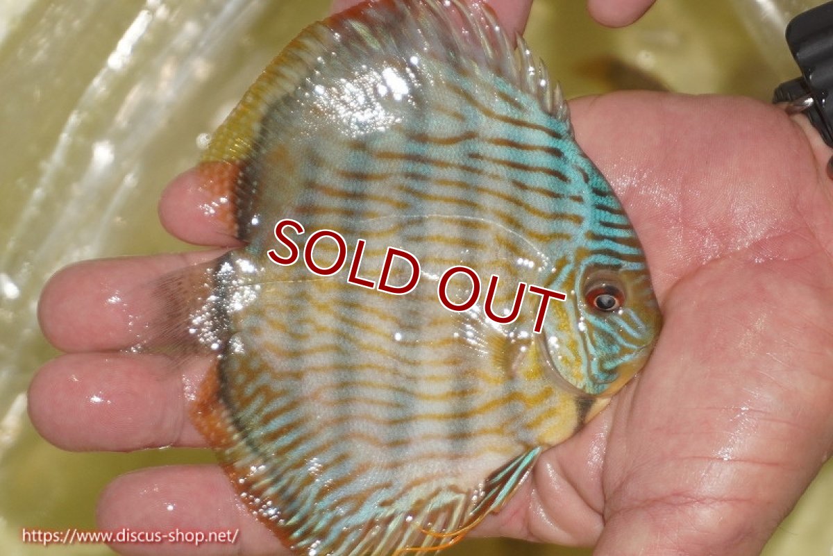 画像2: 【ワイルドディスカス】【通販】【奇跡の再入荷】カヌマ スーパーロイヤル ヤングスター【個体販売】11-12cm（生体）カヌマ産 (2)