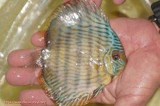 画像2: 【ワイルドディスカス】【通販】【奇跡の再入荷】カヌマ スーパーロイヤル ヤングスター【個体販売】11-12cm（生体）カヌマ産 (2)