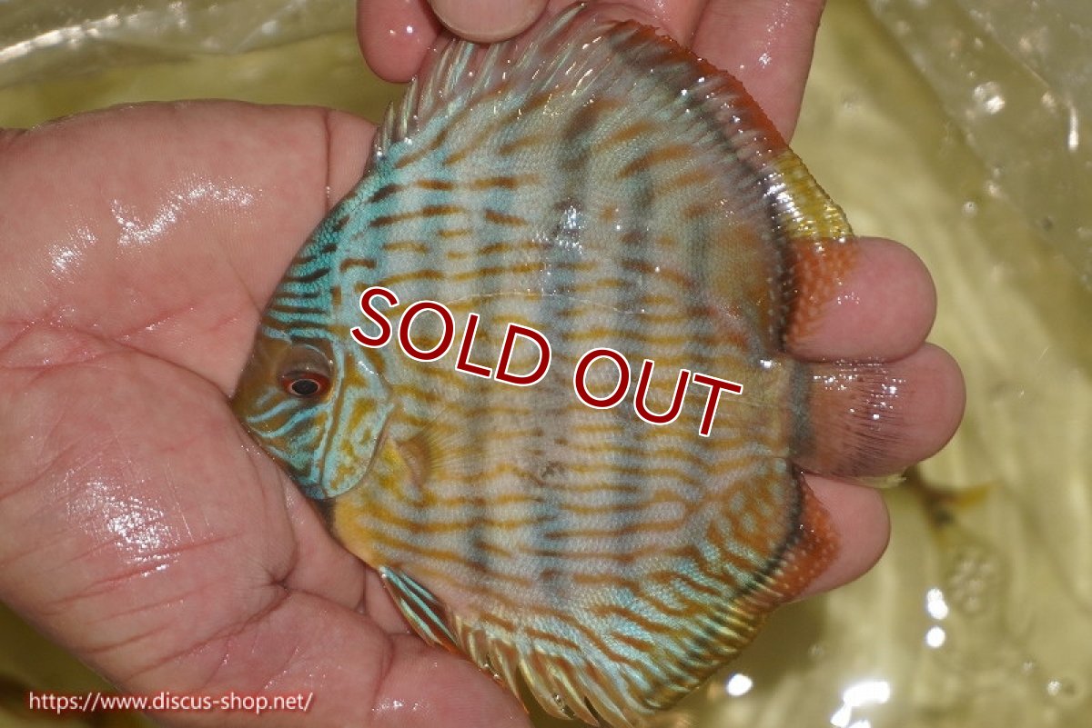 画像3: 【ワイルドディスカス】【通販】【奇跡の再入荷】カヌマ スーパーロイヤル ヤングスター【個体販売】11-12cm（生体）カヌマ産 (3)