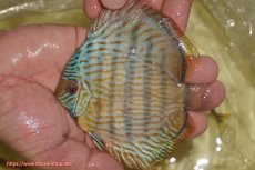 画像3: 【ワイルドディスカス】【通販】【奇跡の再入荷】カヌマ スーパーロイヤル ヤングスター【個体販売】11-12cm（生体）カヌマ産 (3)