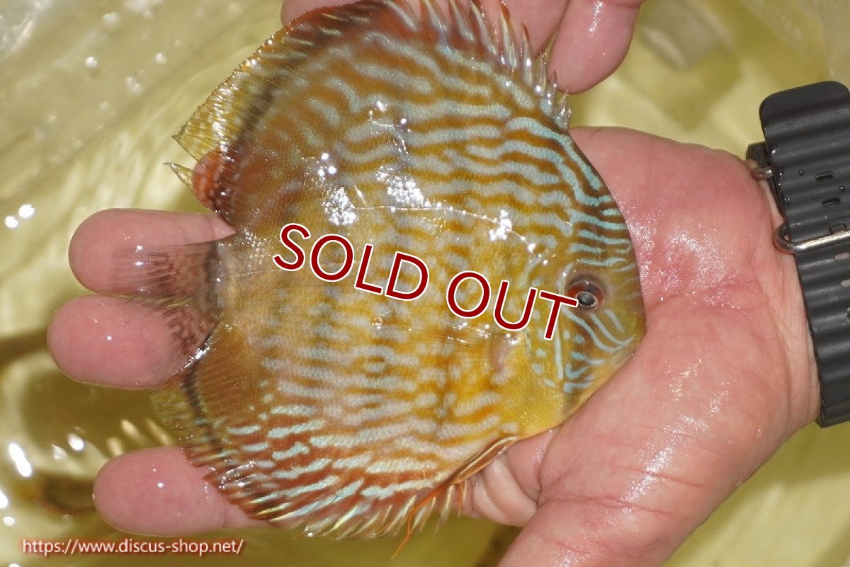 画像2: 【ワイルドディスカス】【通販】【奇跡の再入荷】カヌマ スーパーロイヤル ヤングスター【個体販売】11-12cm（生体）カヌマ産 (2)