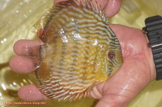 画像2: 【ワイルドディスカス】【通販】【奇跡の再入荷】カヌマ スーパーロイヤル ヤングスター【個体販売】11-12cm（生体）カヌマ産 (2)