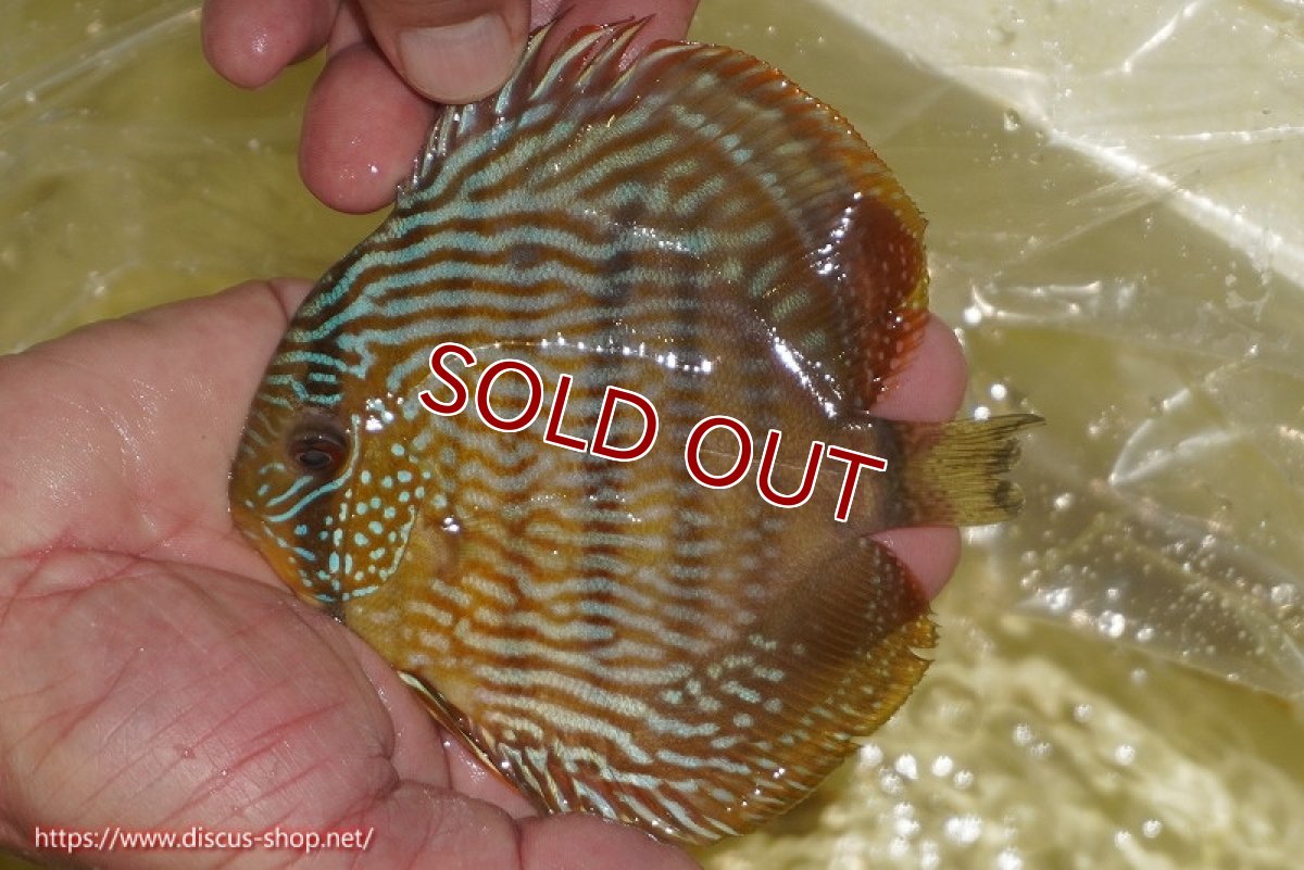 画像1: 【ワイルドディスカス】【通販】【奇跡の再入荷】カヌマロイヤルセンターバー【個体販売】11-12cm（生体）カヌマ産 (1)