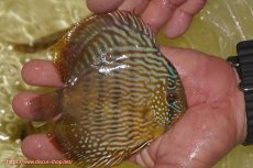 画像2: 【ワイルドディスカス】【通販】【奇跡の再入荷】カヌマロイヤルセンターバー【個体販売】11-12cm（生体）カヌマ産 (2)