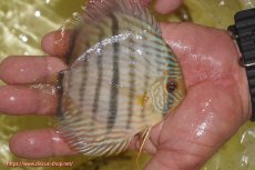 画像2: 【ワイルドディスカス】【通販】【奇跡の再入荷】カヌマロイヤルセンターバー【個体販売】11-12cm（生体）カヌマ産 (2)