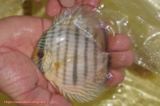 画像3: 【ワイルドディスカス】【通販】【奇跡の再入荷】カヌマロイヤルセンターバー【個体販売】11-12cm（生体）カヌマ産 (3)