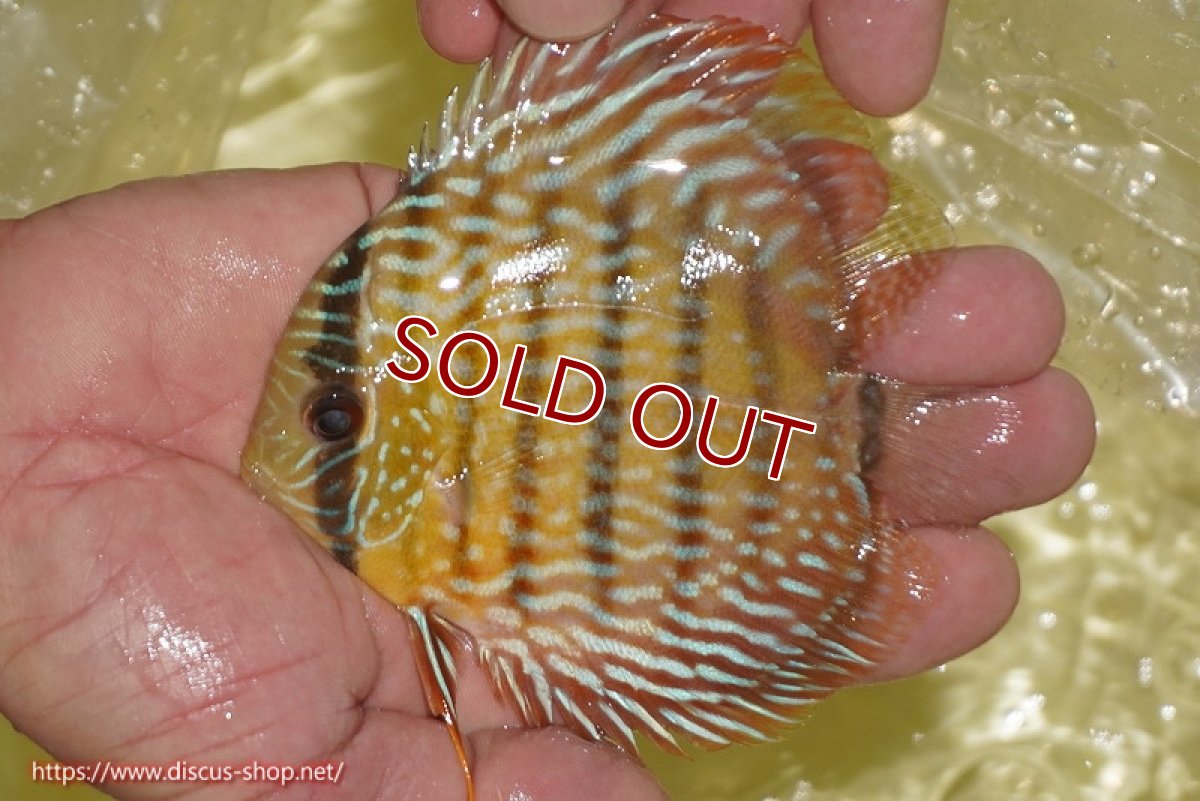 画像1: 【ワイルドディスカス】【通販】【奇跡の再入荷】カヌマロイヤルセンターバー【個体販売】11-12cm（生体）カヌマ産 (1)