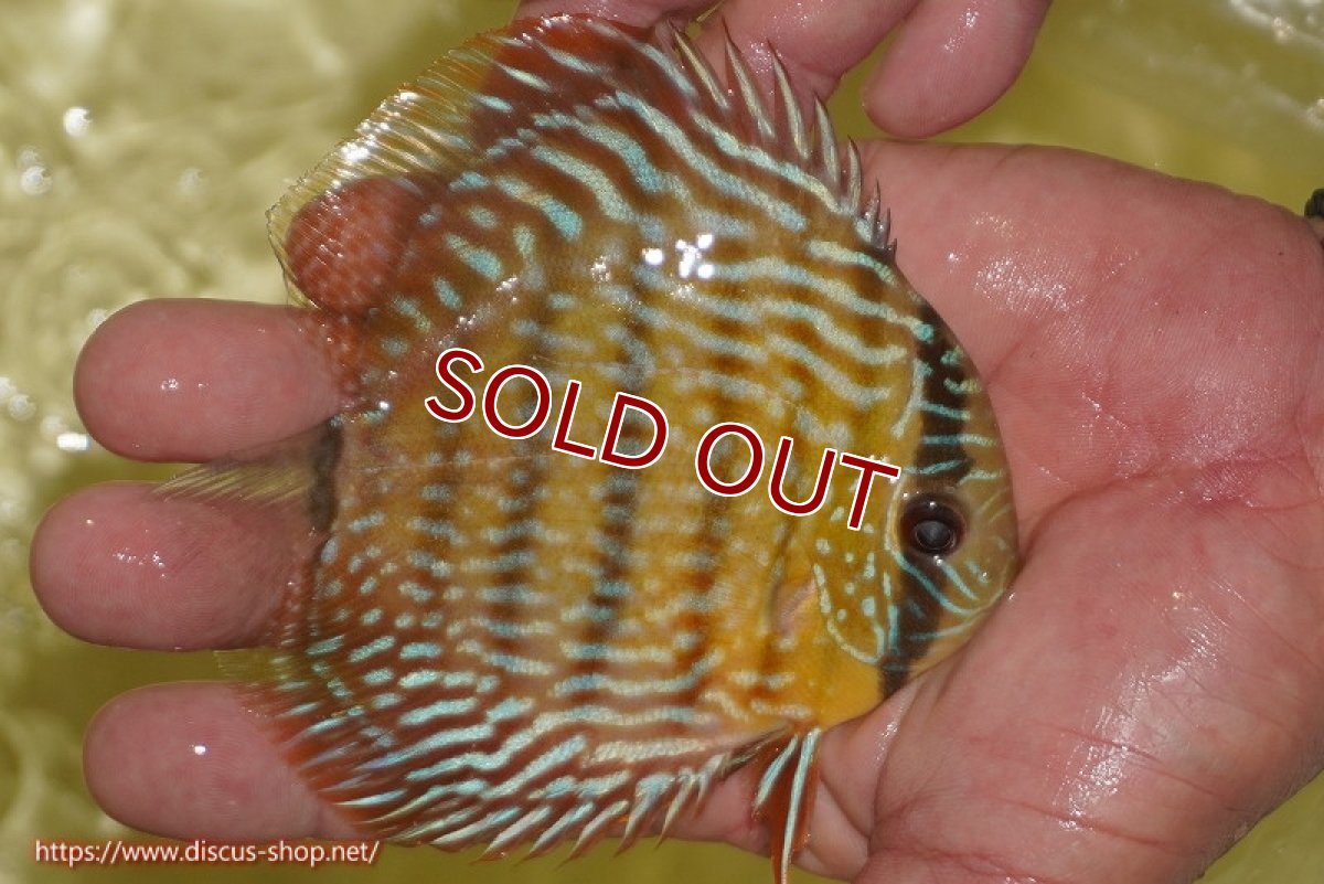 画像2: 【ワイルドディスカス】【通販】【奇跡の再入荷】カヌマロイヤルセンターバー【個体販売】11-12cm（生体）カヌマ産 (2)