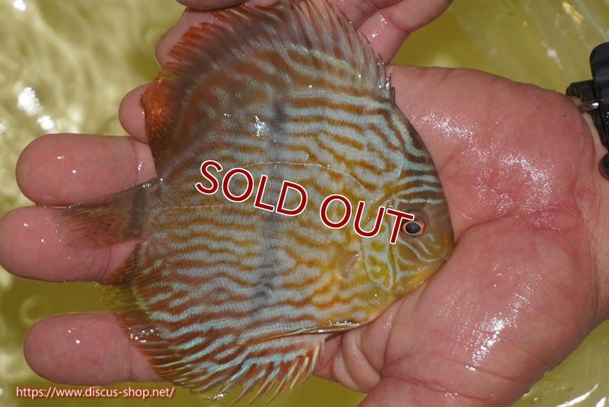 画像2: 【ワイルドディスカス】【通販】【奇跡の再入荷】カヌマロイヤルセンターバー【個体販売】11-12cm（生体）カヌマ産 (2)