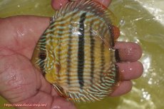 画像1: 【ワイルドディスカス】【通販】【奇跡の再入荷】カヌマロイヤルセンターバー【個体販売】11-12cm（生体）カヌマ産 (1)