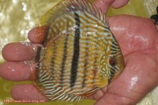 画像2: 【ワイルドディスカス】【通販】【奇跡の再入荷】カヌマロイヤルセンターバー【個体販売】11-12cm（生体）カヌマ産 (2)