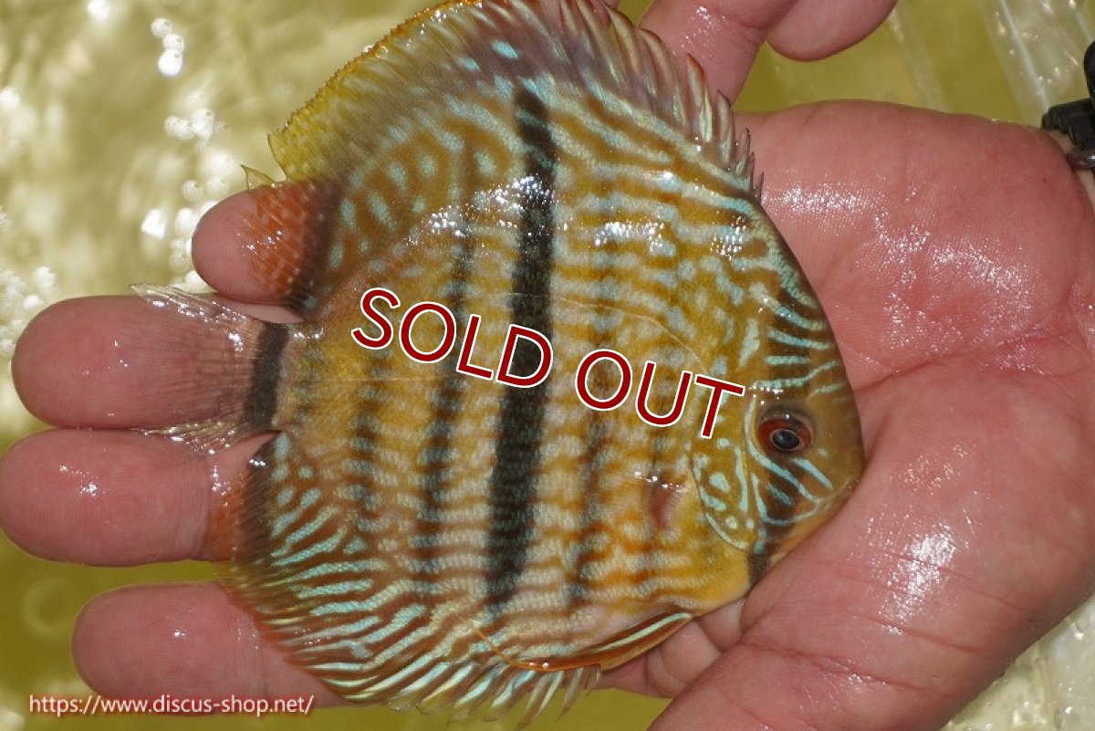 画像3: 【ワイルドディスカス】【通販】【奇跡の再入荷】カヌマロイヤルセンターバー【個体販売】11-12cm（生体）カヌマ産 (3)
