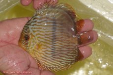 画像3: 【決算セール対象個体】【ワイルドディスカス】【通販】【奇跡の再入荷】カヌマロイヤルセンターバー【個体販売】11-12cm（生体）カヌマ産 (3)