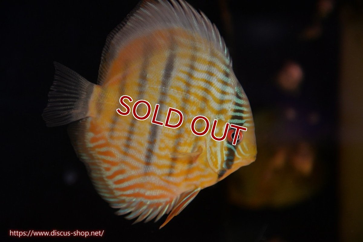 画像1: 【ワイルドディスカス】【通販】【奇跡の再入荷】カヌマロイヤルセンターバー【個体販売】11-12cm（生体）カヌマ産 (1)