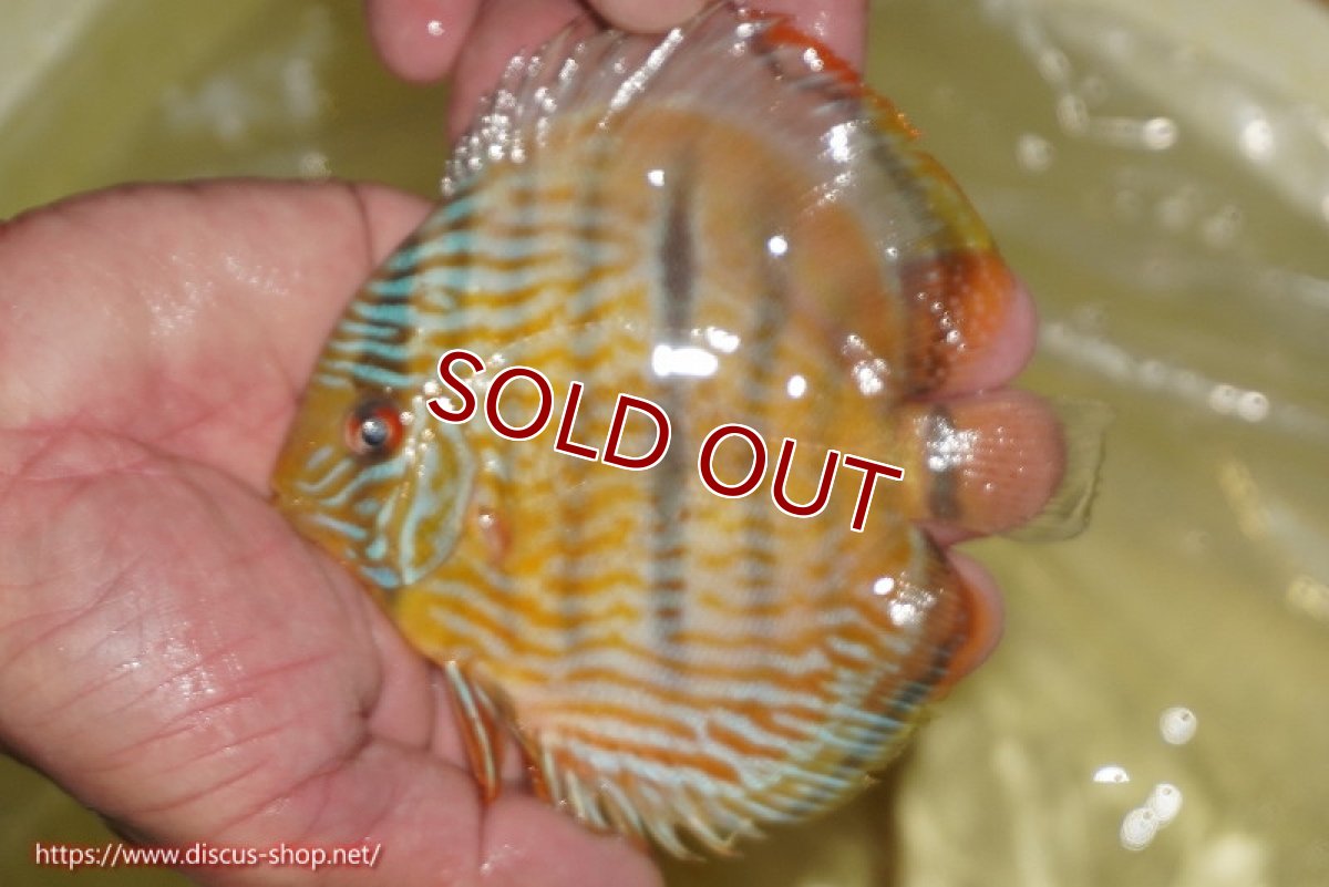 画像2: 【ワイルドディスカス】【通販】【奇跡の再入荷】カヌマロイヤルセンターバー【個体販売】11-12cm（生体）カヌマ産 (2)
