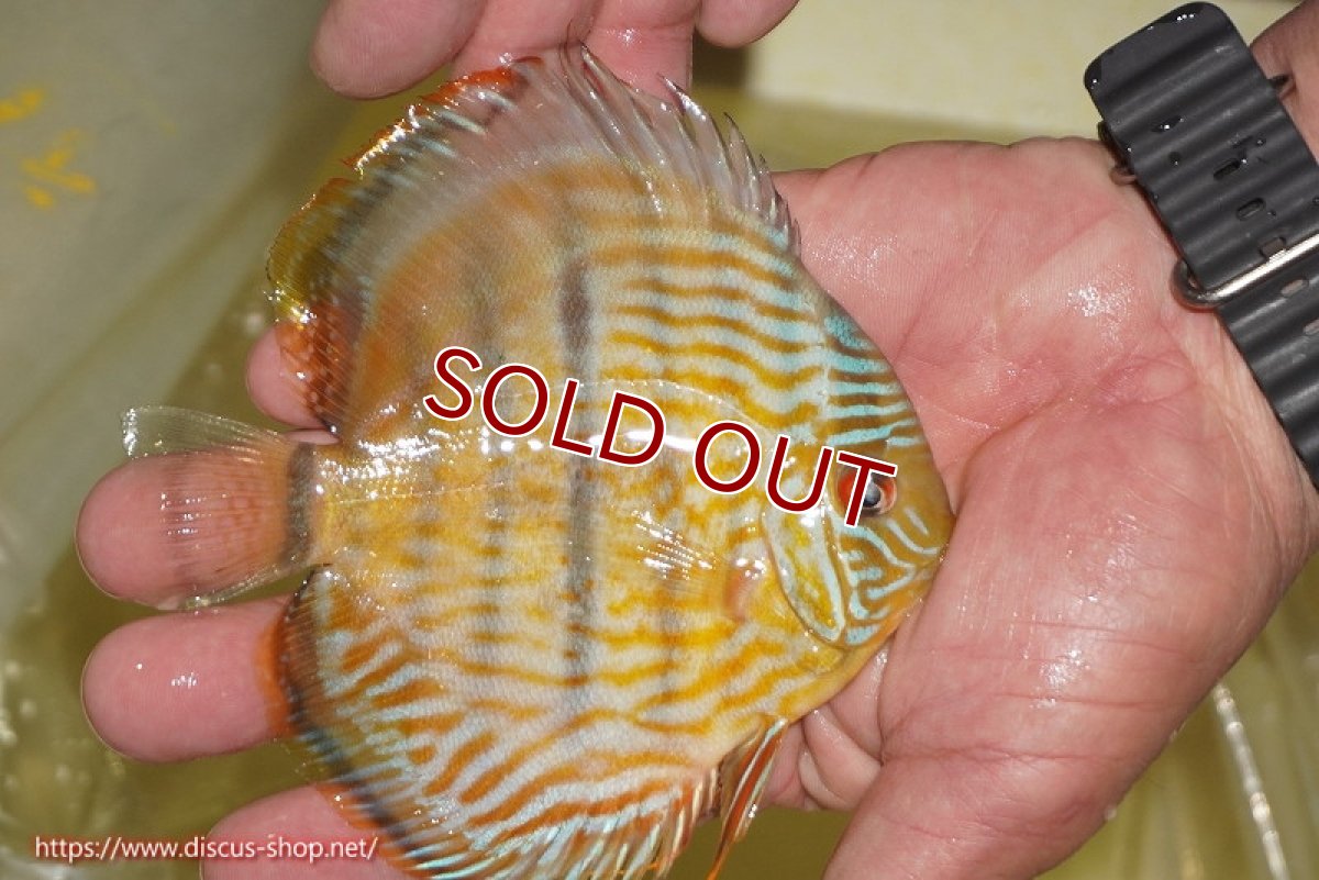 画像3: 【ワイルドディスカス】【通販】【奇跡の再入荷】カヌマロイヤルセンターバー【個体販売】11-12cm（生体）カヌマ産 (3)