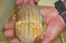 画像3: 【ワイルドディスカス】【通販】【奇跡の再入荷】カヌマロイヤルセンターバー【個体販売】11-12cm（生体）カヌマ産 (3)