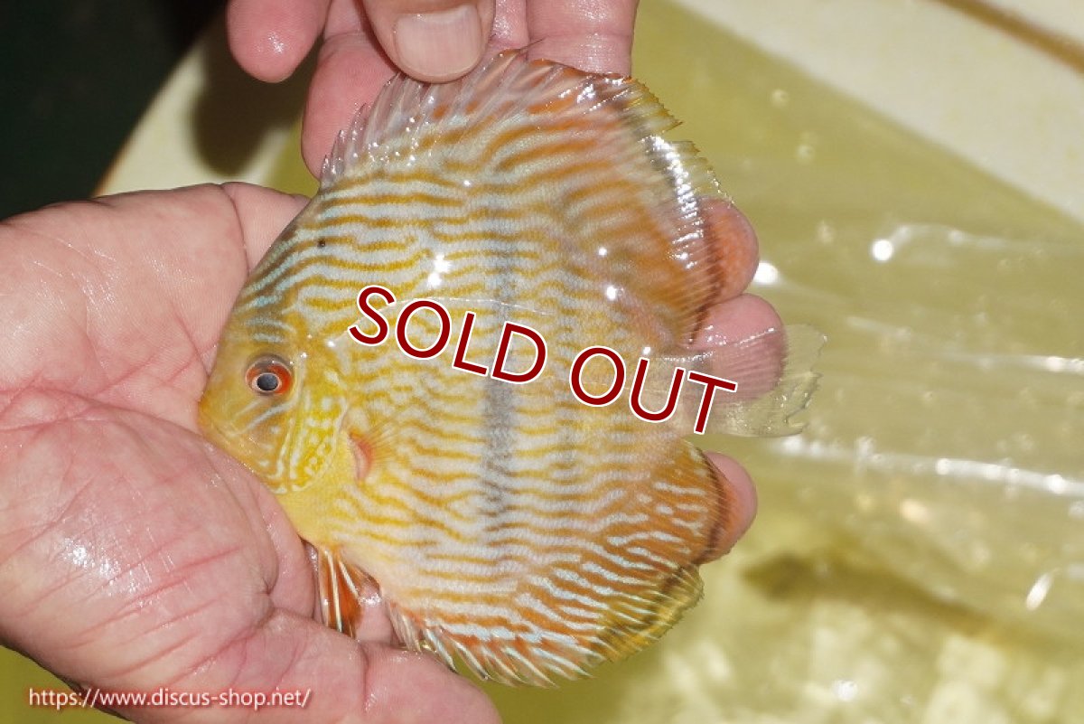 画像1: 【ワイルドディスカス】【通販】【奇跡の再入荷】カヌマロイヤルセンターバー【個体販売】11-12cm（生体）カヌマ産 (1)