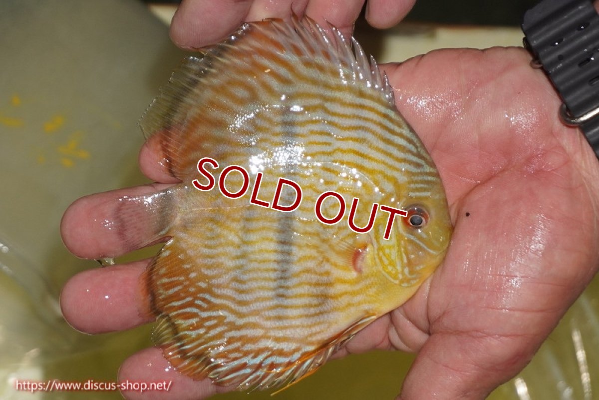 画像2: 【ワイルドディスカス】【通販】【奇跡の再入荷】カヌマロイヤルセンターバー【個体販売】11-12cm（生体）カヌマ産 (2)