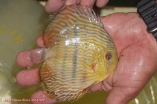 画像2: 【ワイルドディスカス】【通販】【奇跡の再入荷】カヌマロイヤルセンターバー【個体販売】11-12cm（生体）カヌマ産 (2)